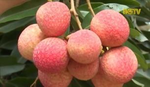 Thay đổi tư duy trong sản xuất vải thiều