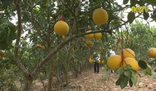 C&aacute;c nh&agrave; vườn ở Lục Ngạn chuẩn bị cho Tết Nguy&ecirc;n đ&aacute;n 2020