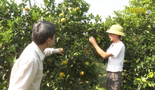 C&aacute;c nh&agrave; vườn sẵn s&agrave;ng cho hội chợ cam bưởi năm 2020