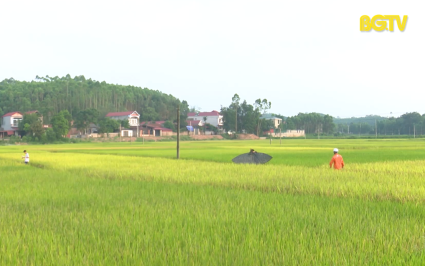 Cảnh b&aacute;o nguy hiểm khi thả diều gần đường điện 