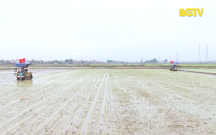 C&aacute;nh đồng kh&ocirc;ng dấu ch&acirc;n