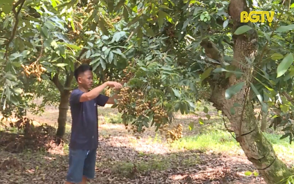 Cấp 30 m&atilde; v&ugrave;ng trồng nh&atilde;n xuất khẩu 