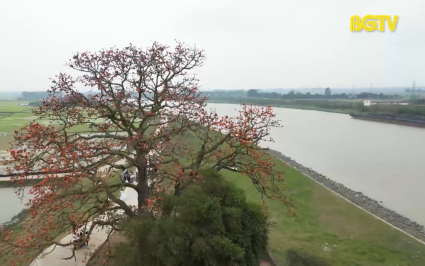 C&acirc;y gạo miếu B&agrave; C&ocirc; được c&ocirc;ng nhận l&agrave; c&acirc;y di sản 