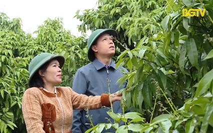 Chăm s&oacute;c vải thiều sớm giai đoạn ra hoa