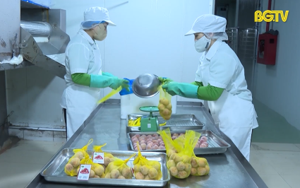 Chấp thuận cơ sở đ&oacute;ng g&oacute;i vải thiều xuất khẩu sang Hoa Kỳ đầu ti&ecirc;n tại miền Bắc 
