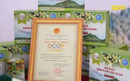 Chế biến s&acirc;u n&acirc;ng tầm s&acirc;m Nam n&uacute;i D&agrave;nh 