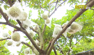 Chỉ dẫn địa l&yacute; Na dai Lục Nam - Khẳng định thương hiệu, cơ hội mở rộng thị trường