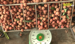 Chống bu&ocirc;n lậu: Kiểm so&aacute;t chặt c&aacute;c điểm, đầu c&acirc;n vải thiều