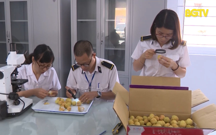 Chủ động điều kiện xuất khẩu vải thiều đến c&aacute;c thị trường tiềm năng 