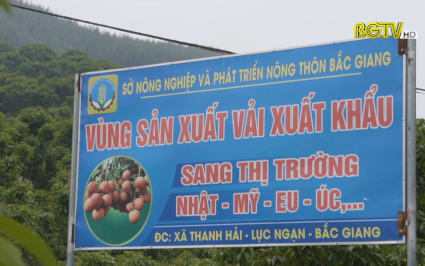 Chủ động mở rộng thị trường xuất khẩu Vải thiều sang Nhật Bản