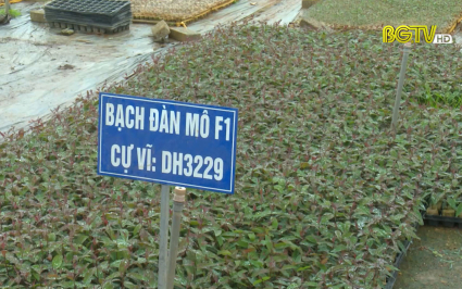 Chủ động sản xuất, cung ứng c&acirc;y l&acirc;m nghiệp chất lượng
