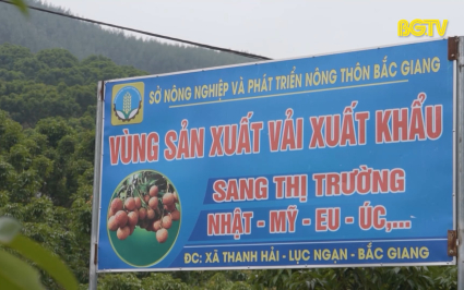 Chủ động x&uacute;c tiến ti&ecirc;u thụ, đưa vải thiều tiến s&acirc;u v&agrave;o thị trường xuất khẩu