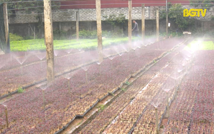 Chuẩn bị 35 triệu c&acirc;y giống cho trồng rừng năm 2023