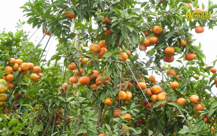 Chuy&ecirc;n đề: N&ocirc;ng sản Bắc Giang cất c&aacute;nh 