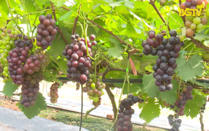 Chuyển đổi cơ cấu c&acirc;y trồng với giống nho hạ đen
