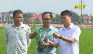 C&ocirc;ng tr&igrave;nh chọn tạo giống l&uacute;a P15 lọt v&agrave;o s&aacute;ch v&agrave;ng s&aacute;ng tạo Việt Nam