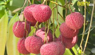 CTT: Khơi th&ocirc;ng thị trường nội địa ti&ecirc;u thụ vải thiều