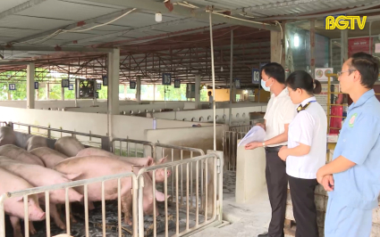 CTT: Tăng cường ph&ograve;ng chống dịch tả lợn Ch&acirc;u Phi 
