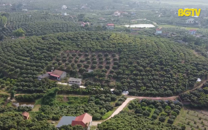 CTT: Quản l&yacute; chặt chẽ v&ugrave;ng trồng, chủ động kết nối ti&ecirc;u thụ vải thiều