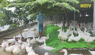 CTT: Chủ động ph&ograve;ng chống dịch c&uacute;m gia cầm