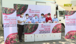 CTT: Chung sức ti&ecirc;u thụ vải thiều