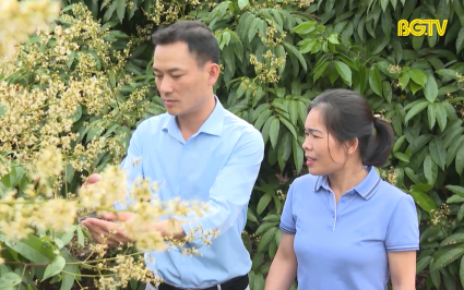 CTT: Đảm bảo chất lượng vải thiều xuất khẩu