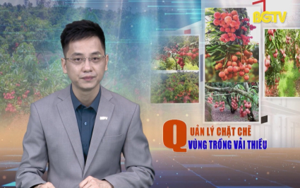 CTT: Quản l&yacute; chặt chẽ v&ugrave;ng trồng Vải thiều