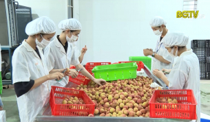 CTT: X&acirc;y dựng v&ugrave;ng vải thiều kh&ocirc;ng Covid-19