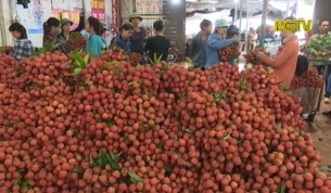 Vụ vải thiều thắng lợi