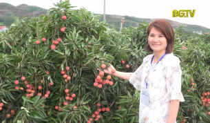 Ấn tượng về v&ugrave;ng vải thiều Lục Ngạn