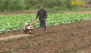 Diện t&iacute;ch c&acirc;y thuốc l&aacute; giảm mạnh