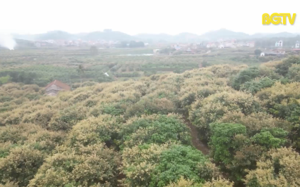 Đ&atilde; k&iacute; kết hợp đồng xuất khẩu vải thiều sớm T&acirc;n Y&ecirc;n sang Mỹ 
