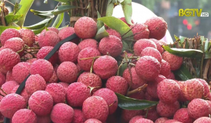 Bắc Giang đảm bảo điều kiện ti&ecirc;u thụ Vải thiều