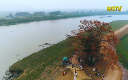 Đ&aacute;nh thức tiềm năng du lịch c&acirc;y gạo miếu B&agrave; C&ocirc; 