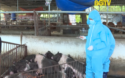 Đẩy nhanh tiến độ ti&ecirc;m ph&ograve;ng vắc xin dịch tả lợn Ch&acirc;u Phi