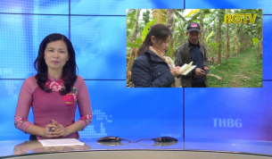 M&ocirc; h&igrave;nh chuối Th&aacute;i Lan th&agrave;nh c&ocirc;ng tr&ecirc;n đồng đất Bắc Giang
