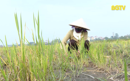 ĐBND với cử tri: Ý kiến cử tri về cải tạo đất canh tác