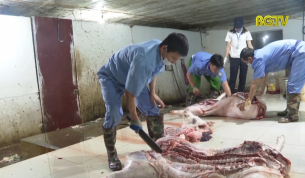 TPBG kiểm so&aacute;t chặt chẽ c&aacute;c cơ sở giết mổ lợn tr&ecirc;n địa b&agrave;n