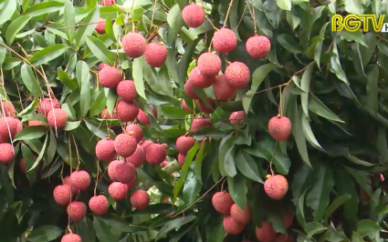 Đề nghị đ&aacute;nh gi&aacute; ph&acirc;n hạng OCOP 5 sao với vải thiều