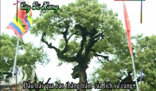 C&acirc;y D&atilde; Hương