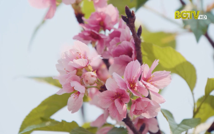 Độc đ&aacute;o hoa Anh Đ&agrave;o ở Bắc Giang