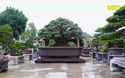Độc đ&aacute;o vườn c&acirc;y bonsai phong c&aacute;ch Nhật Bản tại Bắc Giang
