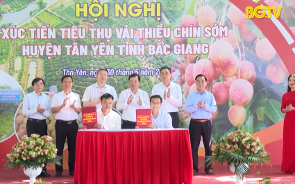 Đổi mới x&uacute;c tiến ti&ecirc;u thụ vải thiều