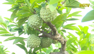Đưa c&acirc;y na trở th&agrave;nh c&acirc;y chủ lực của tỉnh