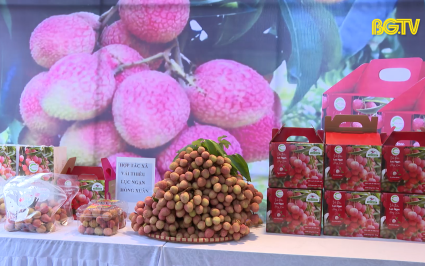 Đưa vải thiều v&agrave;o 800 điểm b&aacute;n của Saigon Co.op 