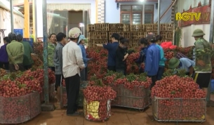 S&ocirc;i động thị trường vải thiều ch&iacute;nh vụ