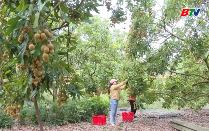 Gần 10 tấn Nh&atilde;n xuất khẩu v&agrave;o thị trường Australia  
