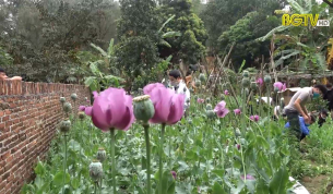 Gần 2800 c&acirc;y thuốc phiện trồng tại vườn 1 gia đ&igrave;nh