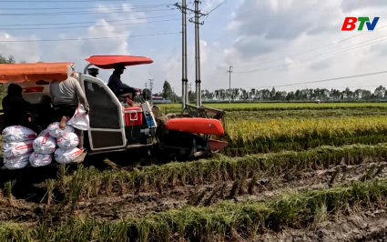 Gặt chạy cứu l&uacute;a 
