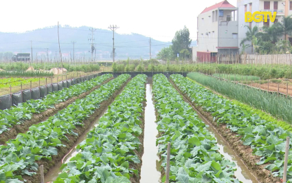 Gi&aacute; rau xanh tăng cao đột biến 